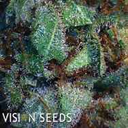 Vision Seeds New York Diesel